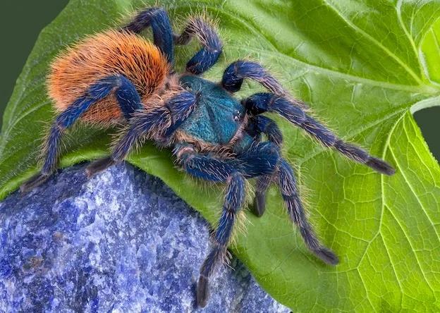 17753 tarantula ant venom