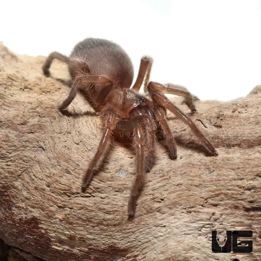 17756 breeding mexican red knee tarantulas