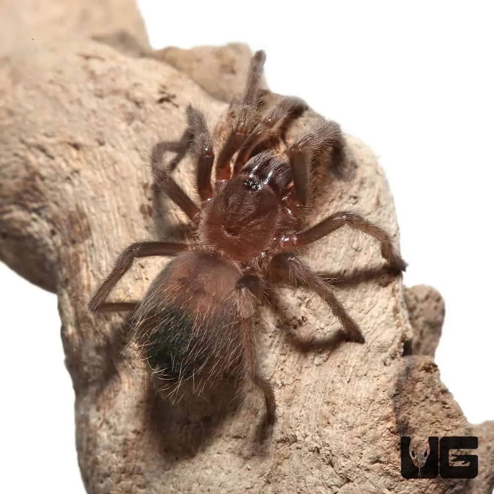 /img/17756-caring-for-spiderlings.webp