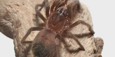 /img/17756-caring-for-spiderlings.webp