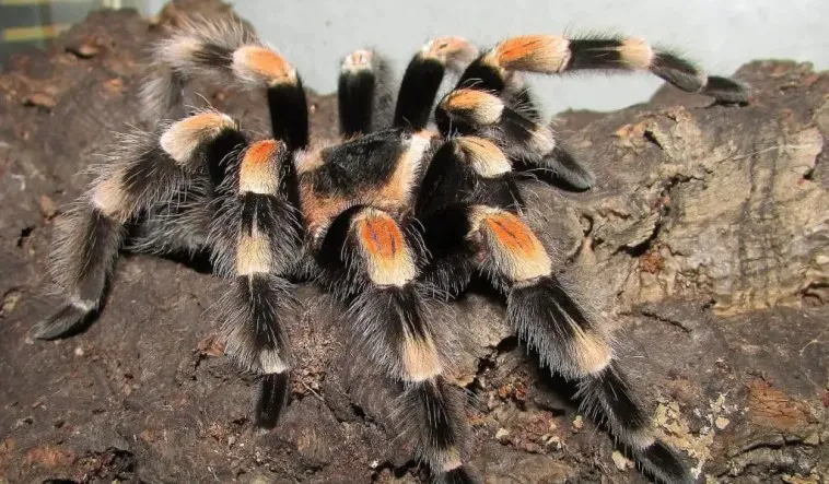 17756 feeding a tarantula