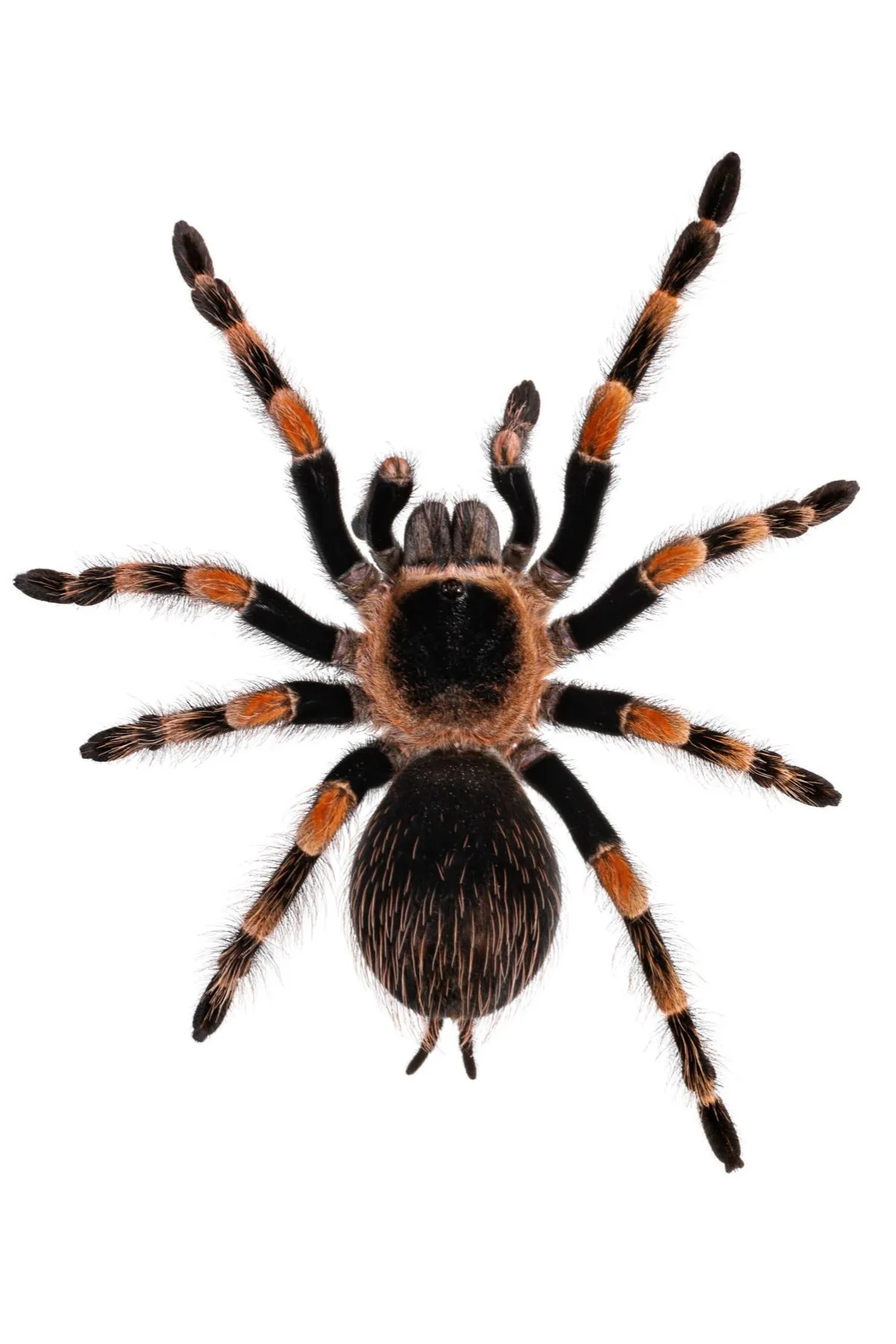 17756 female mexican red knee tarantula sale