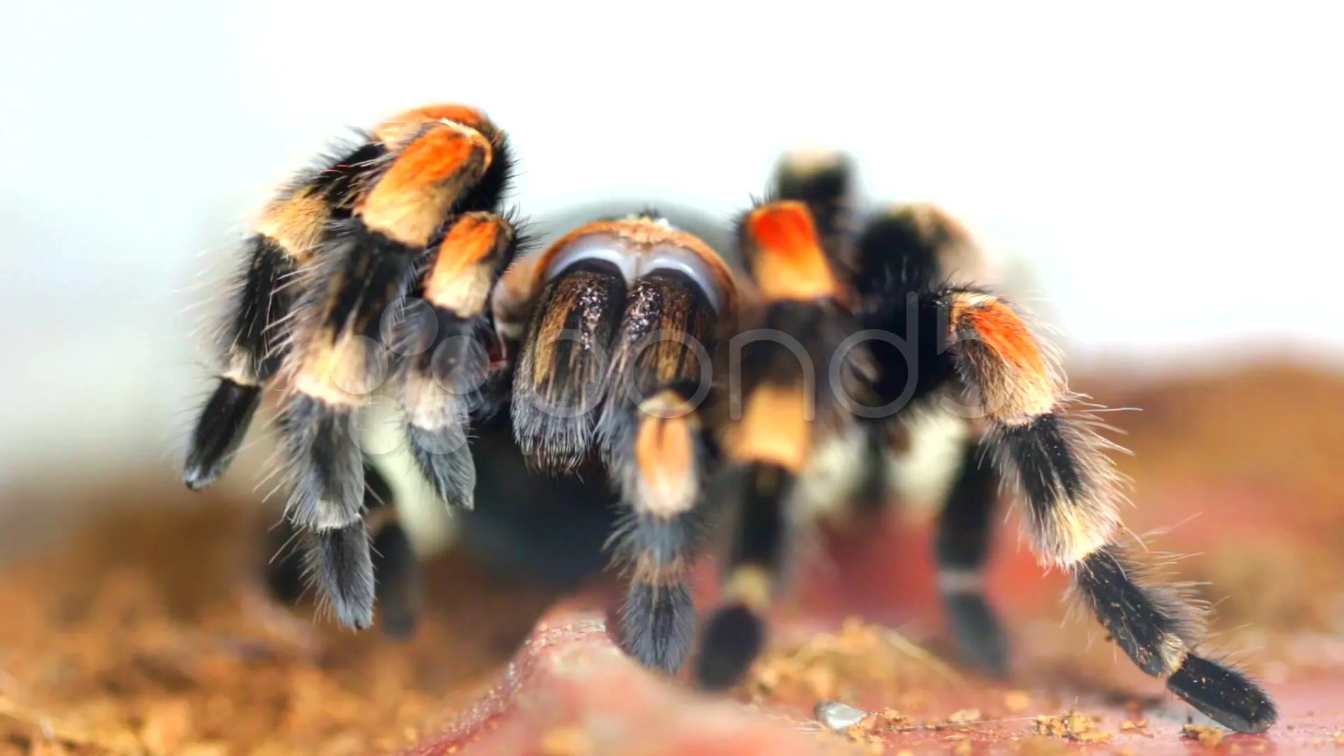 17756 tarantula enclosure setup