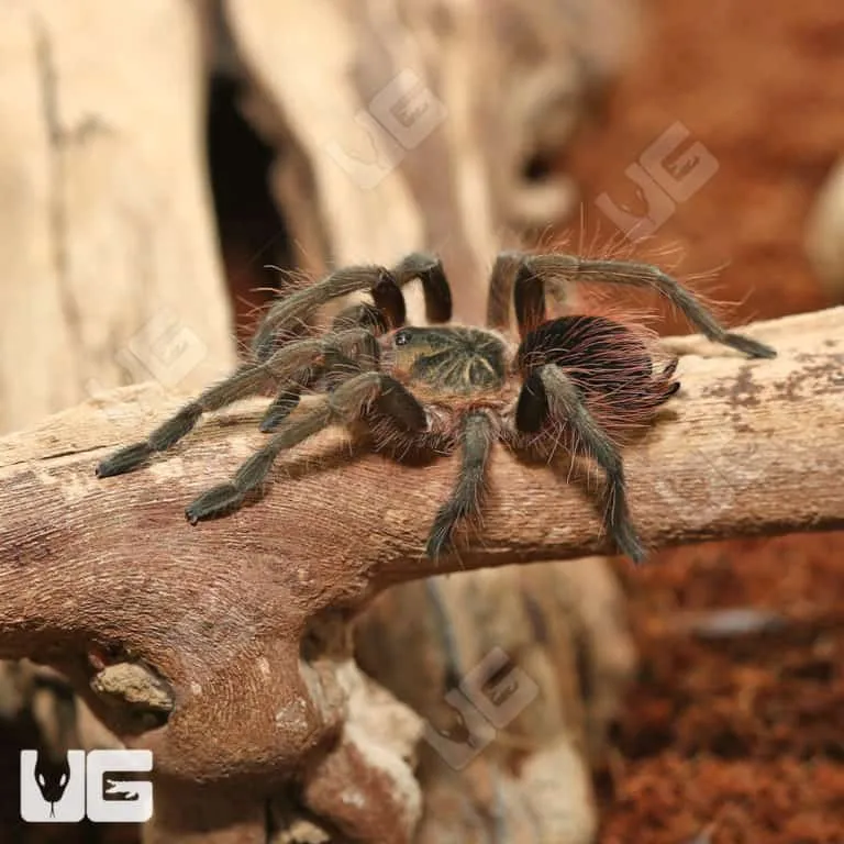 /img/17757-colombian-giant-tarantula-breeding.webp
