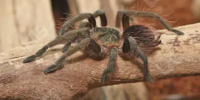 /img/17757-colombian-giant-tarantula-breeding.webp