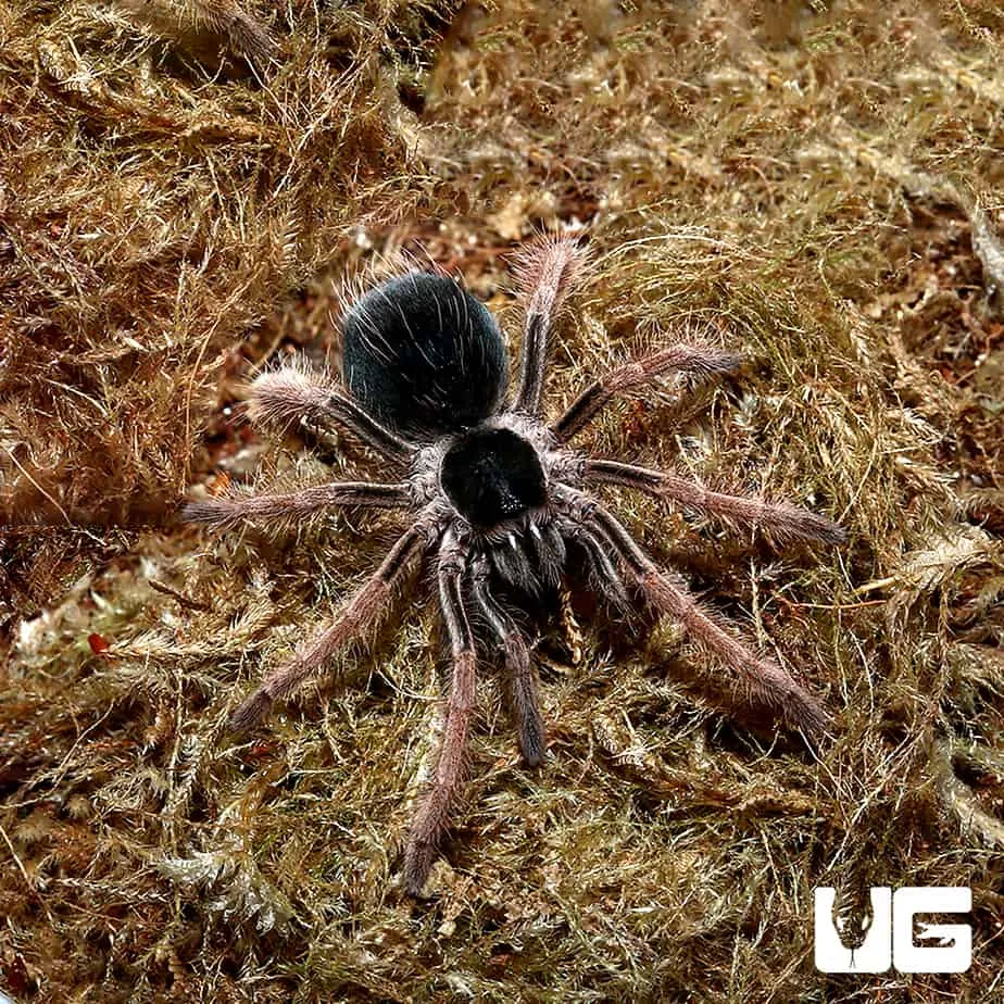 17757 colombian giant tarantula characteristics