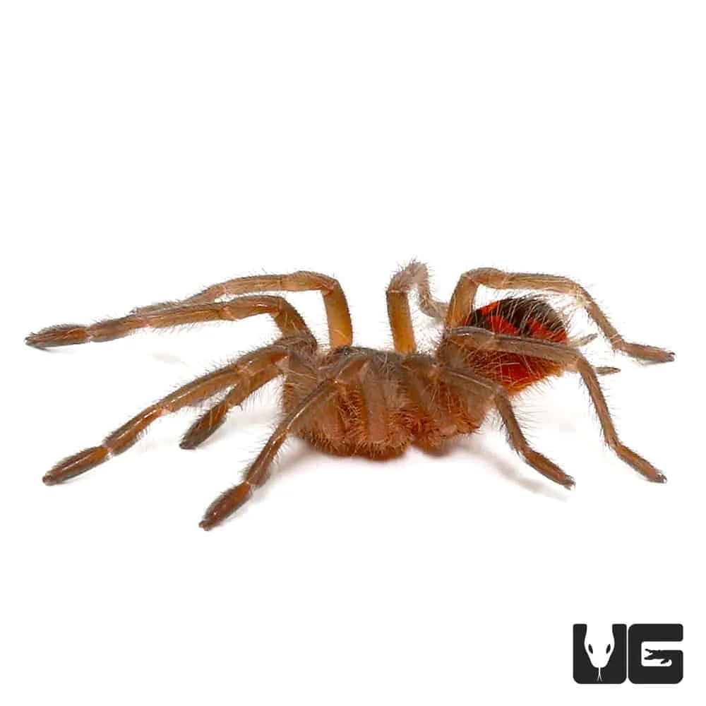 17757 colombian giant tarantula feeding