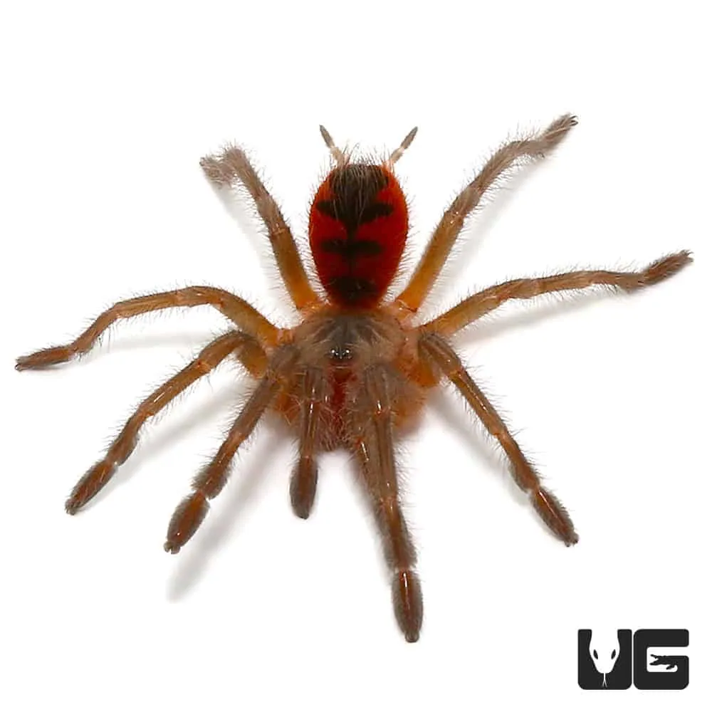 17757 colombian giant tarantula habitat