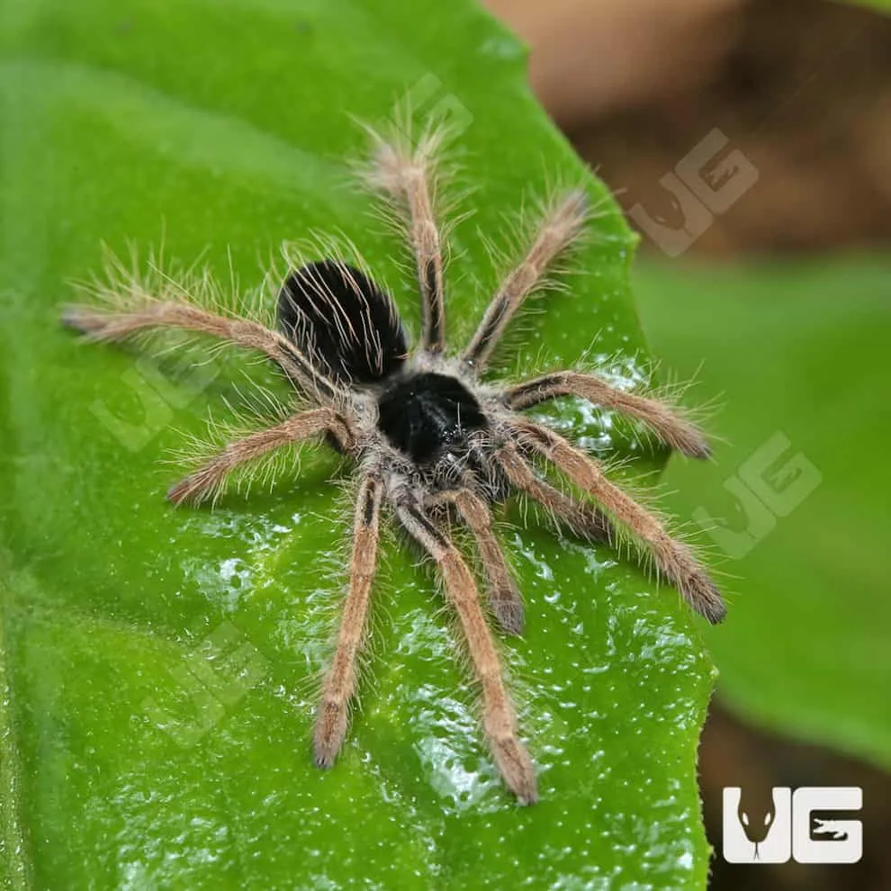 17757 colombian giant tarantula handling