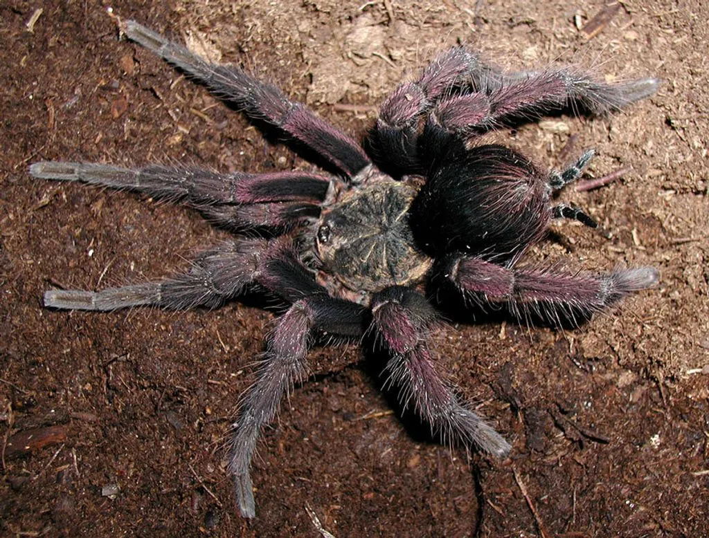 17757 colombian giant tarantula health