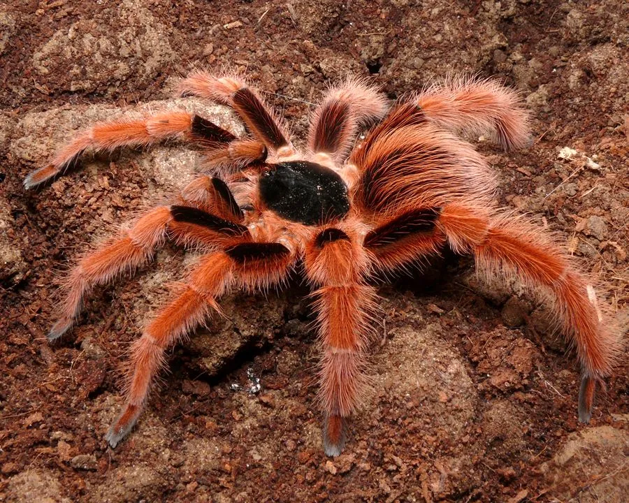 17757 colombian giant tarantula overview