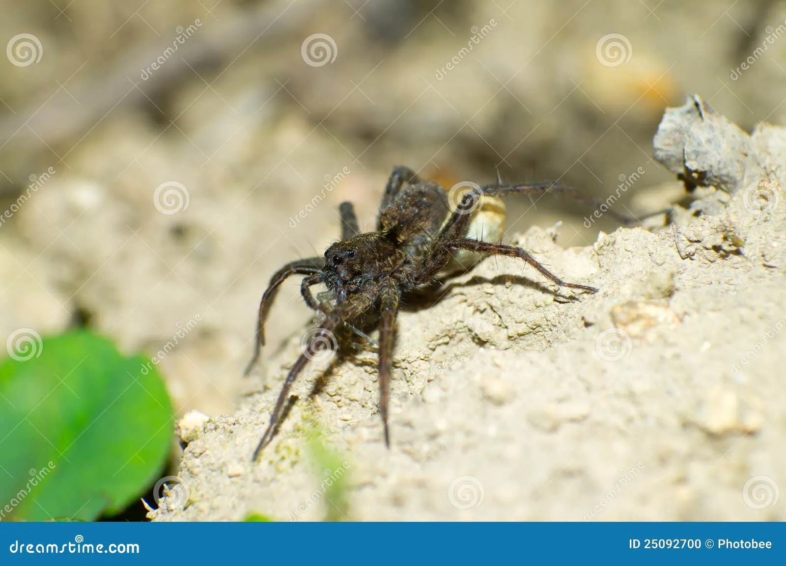 17759 insects hunting tarantula