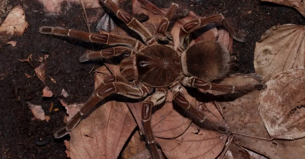 /img/17759-tarantula-environment.webp