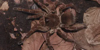 /img/17759-tarantula-environment.webp
