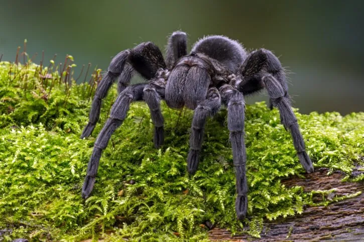 /img/17760-tarantula-enclosure.webp