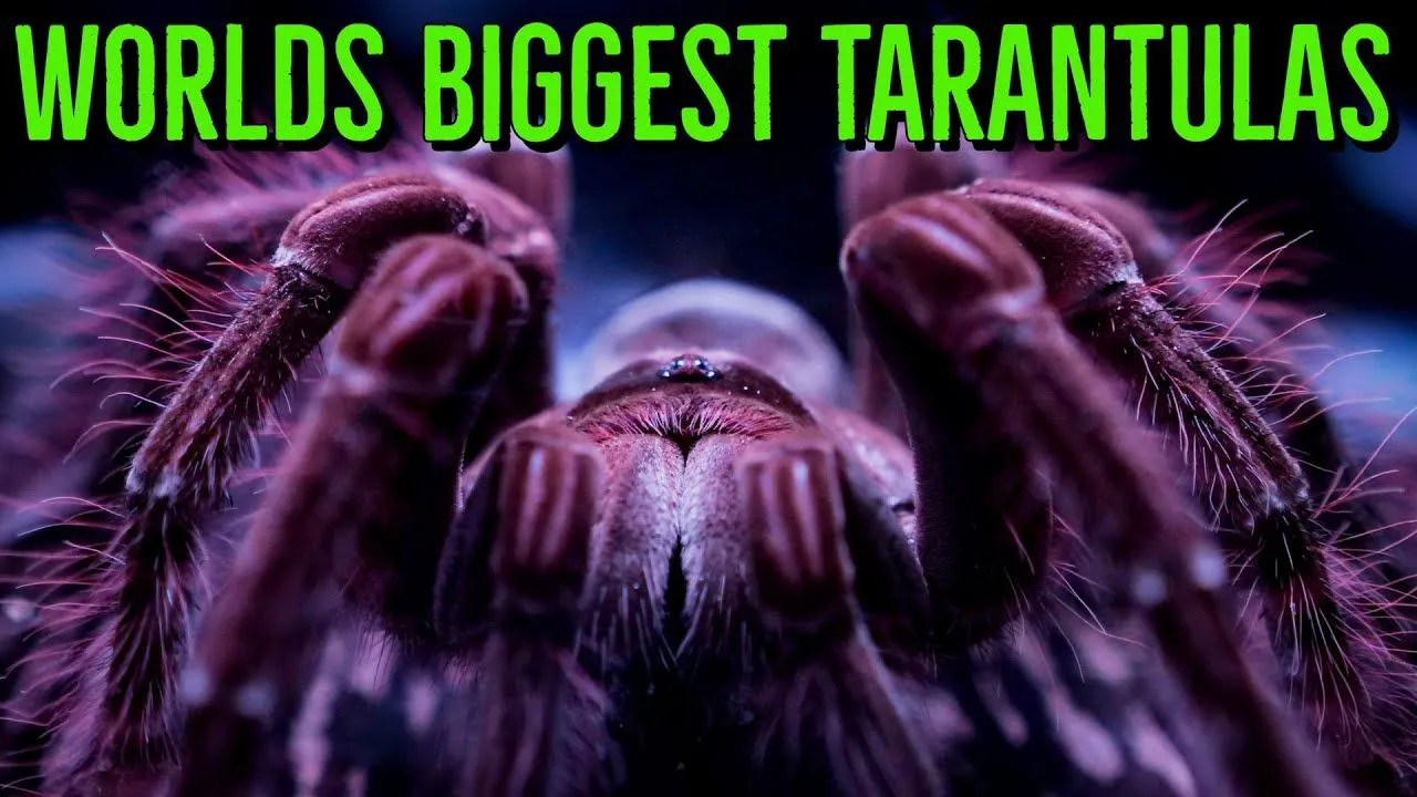17760 tiger rump tarantula