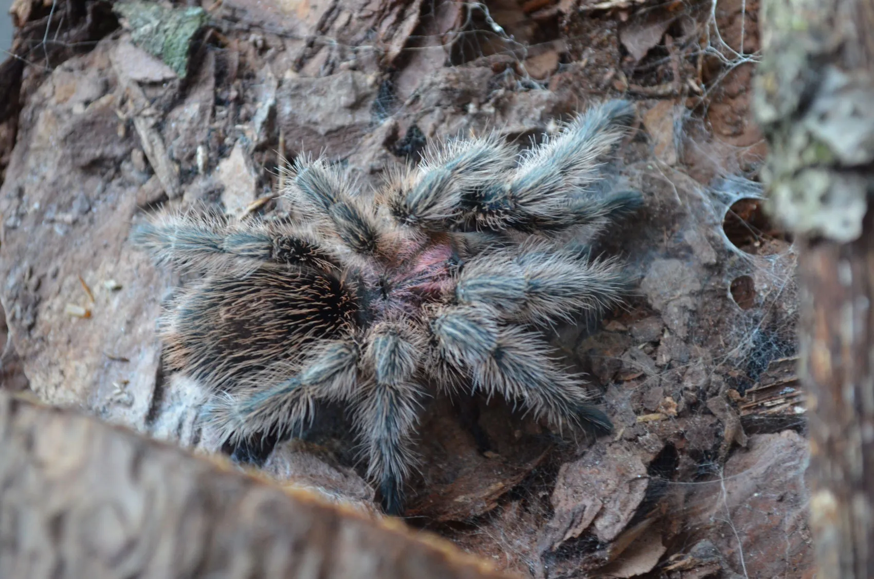 17766 gravid rose hair tarantula