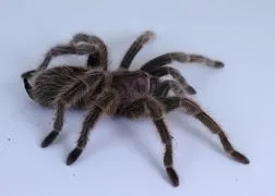17766 rose hair tarantula eggs