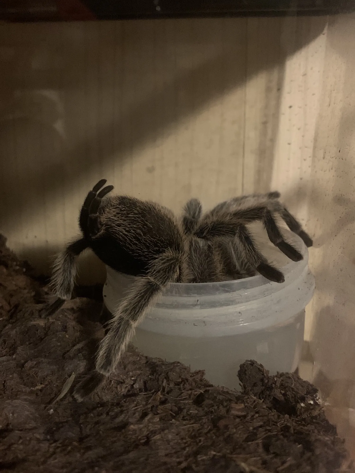 17766 rose hair tarantula molting