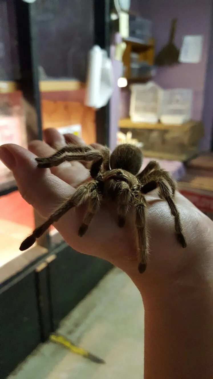 /img/17766-young-rose-hair-tarantula.webp
