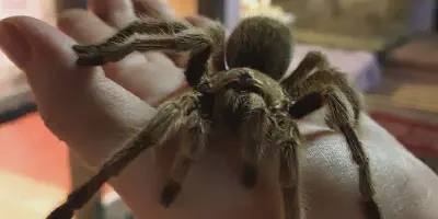 /img/17766-young-rose-hair-tarantula.webp