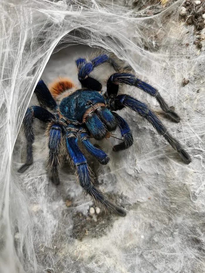17768 tarantula creativity