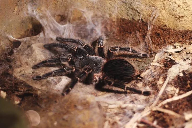 17768 tarantula dream