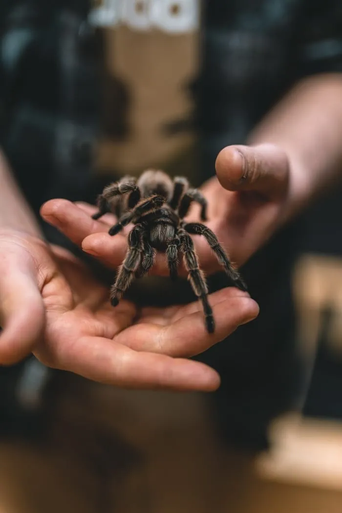 17768 tarantula patience