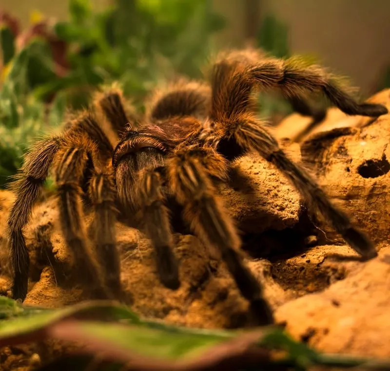 /img/17768-tarantula-spiritual-lesson.webp