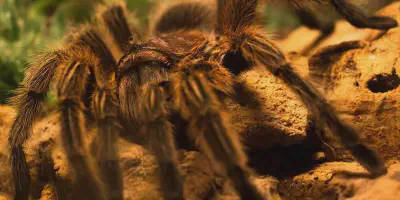 /img/17768-tarantula-spiritual-lesson.webp