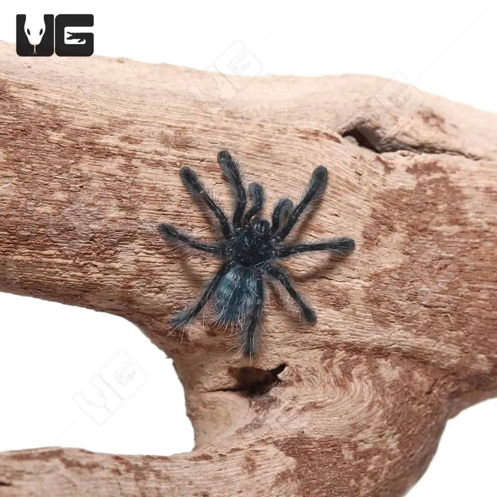 17771 antilles pinktoe tarantula feeding