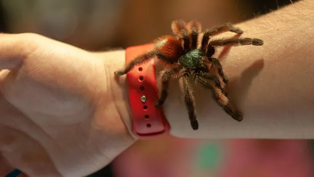 /img/17771-antilles-pinktoe-tarantula-happy.webp