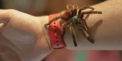 /img/17771-antilles-pinktoe-tarantula-happy.webp