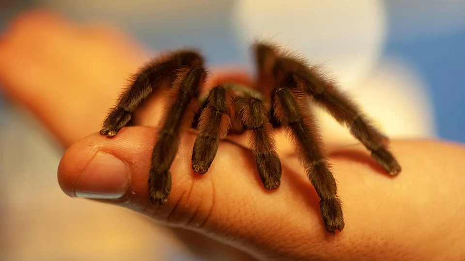 17771 antilles pinktoe tarantula health