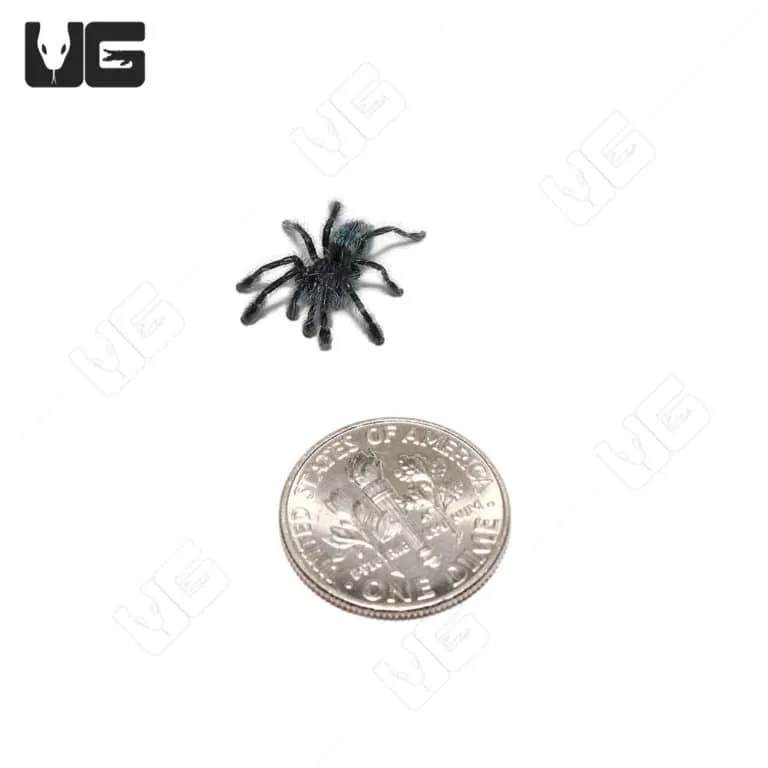 17771 antilles pinktoe tarantula molting