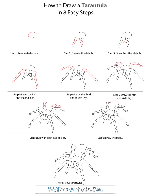 17772 tarantula body sketch