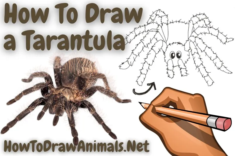 /img/17772-tarantula-drawing-practice.webp