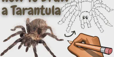 /img/17772-tarantula-drawing-practice.webp