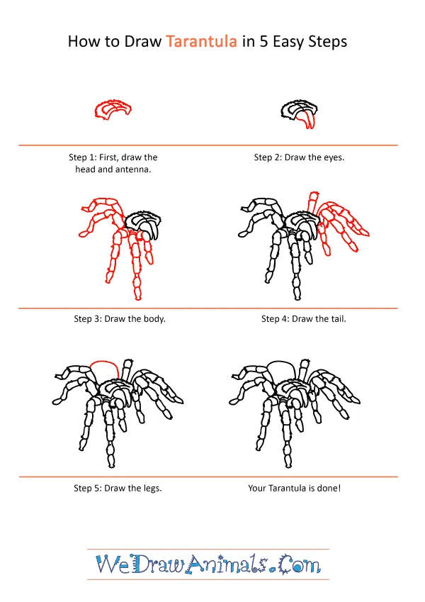 17772 tarantula leg drawing