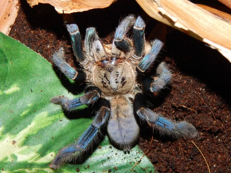 17773 tarantula blue bite overview