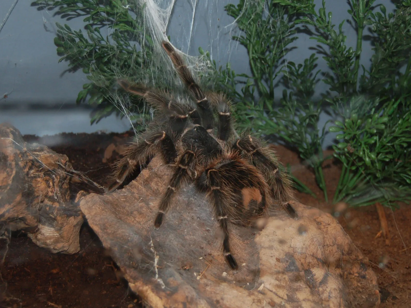 17774 salmon bird tarantula enclosure