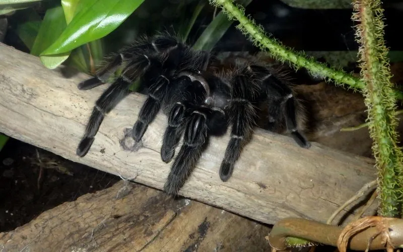 17774 salmon bird tarantula handling