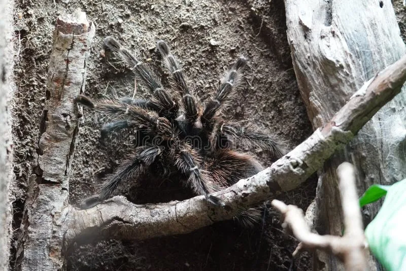 17774 salmon bird tarantula molting