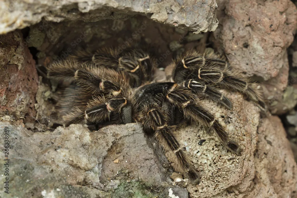 17774 salmon bird tarantula prey