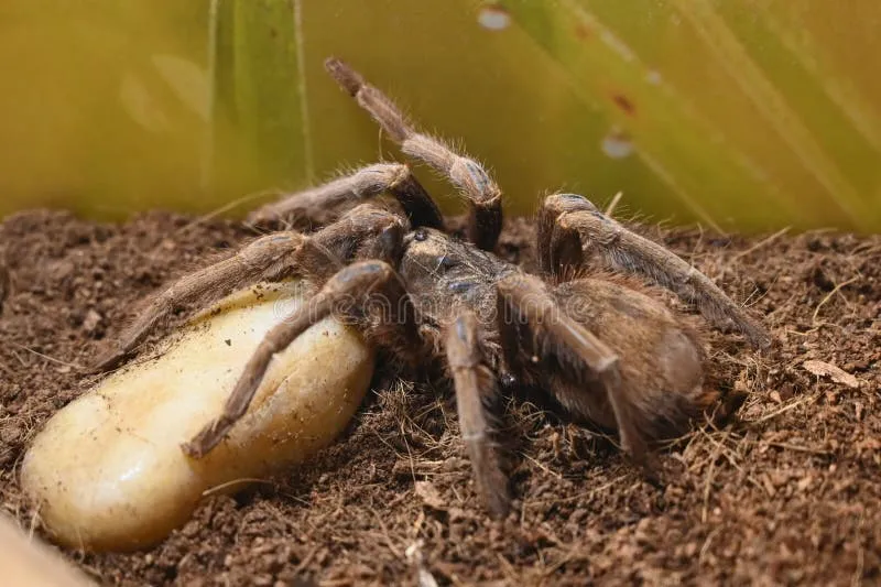 /img/17774-salmon-bird-tarantula-substrate.webp