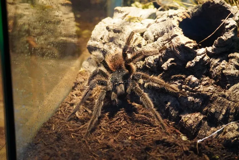 17774 salmon bird tarantula water
