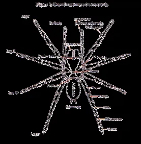 17775 tarantula fovea location