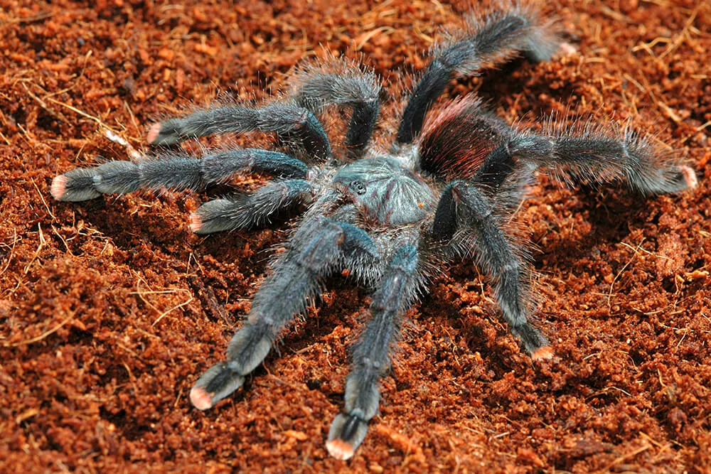 17775 tarantula fovea molting