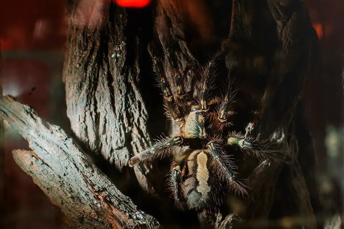 17775 tarantula fovea prey