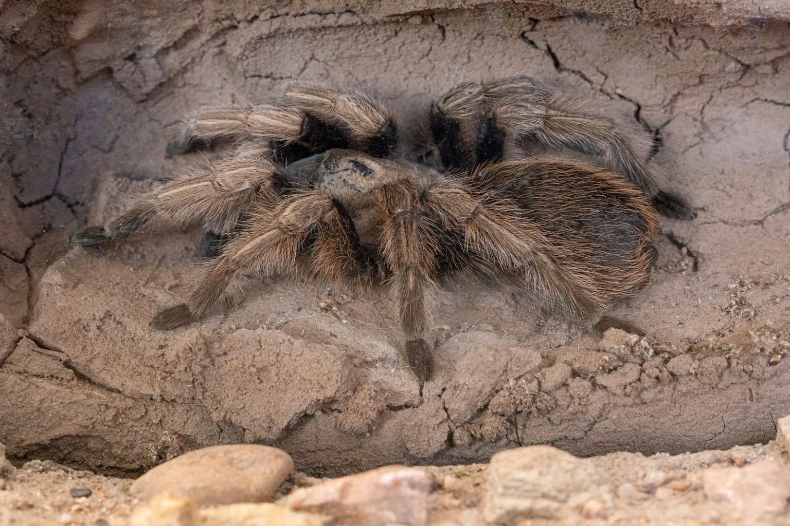 17775 tarantula healthy fovea